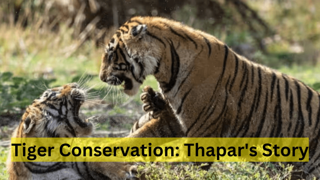 Tiger Conservation: Thapar’s Story