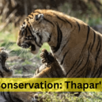 Tiger Conservation: Thapar's Story